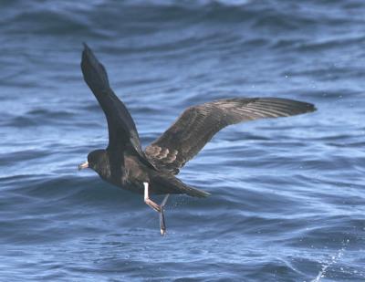 g4/77/608777/3/51865631.FleshfootedShearwater7.jpg
