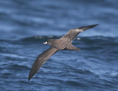 g4/77/608777/3/51865700.FleshfootedShearwater9.jpg