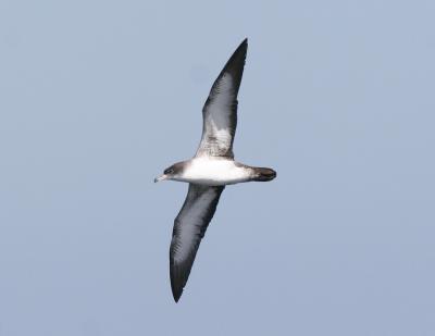 Pink-footed Shearwater