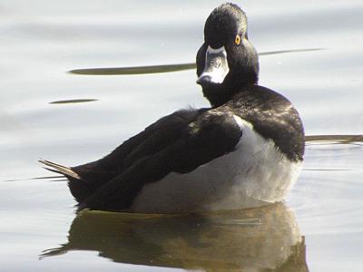 Ring-necked  Duck-1.jpg