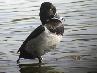 Ring-necked  Duck-2.jpg