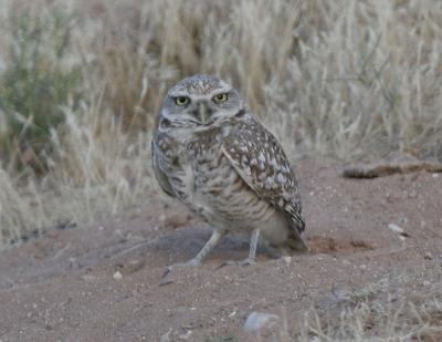 Burrowing Owl