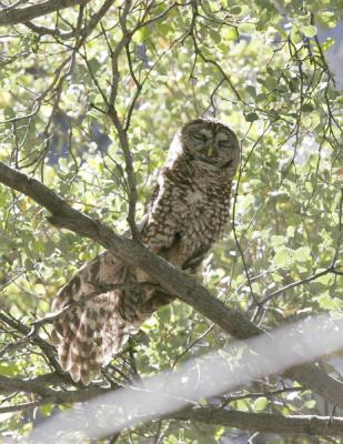 Spotted Owl-1.jpg