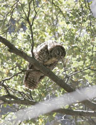 Spotted Owl-2.jpg