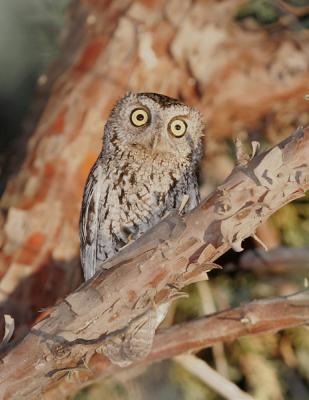 Whiskered Screech-Owl.jpg