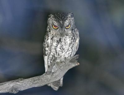 Whiskered Screech-Owl-1.jpg