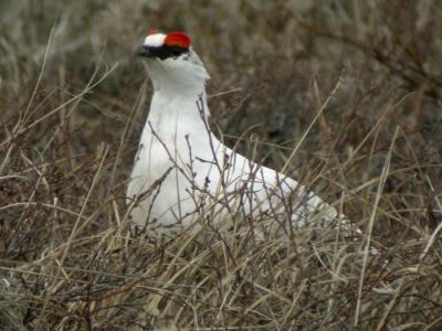 Rock Ptarmigan