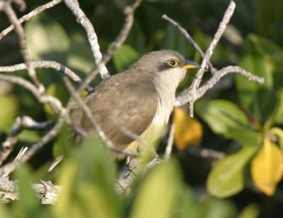 Mangrove Cuckoo.jpg