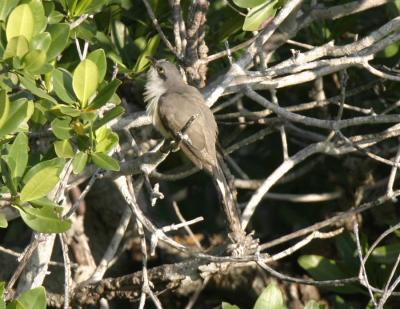 Mangrove Cuckoo-2.jpg