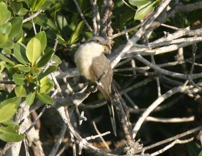 Mangrove Cuckoo-3.jpg