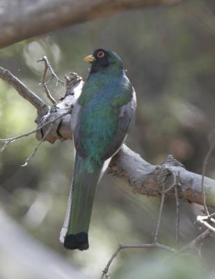 Elegant Trogon-4.jpg