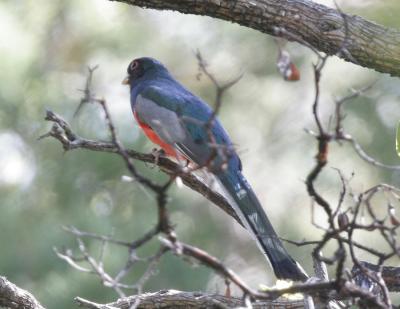 Elegant Trogon-2.jpg