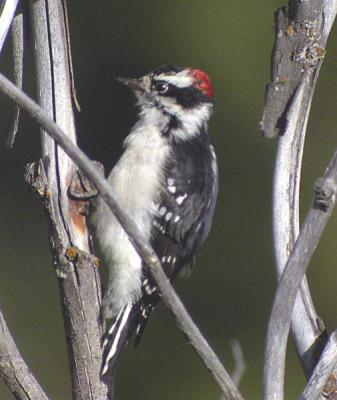 Downy Woodpecker-3.jpg