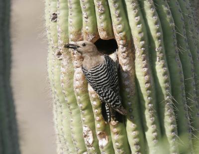 Gila Woodpecker