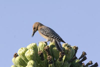 Gila Woodpecker-2.jpg