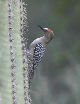 Gila Woodpecker-3.jpg