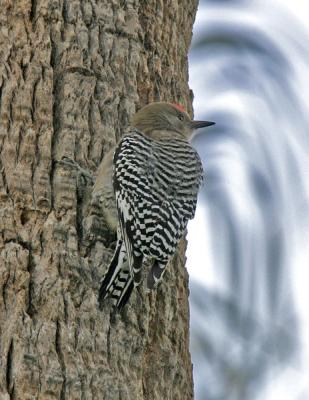 Gila Woodpecker-4.jpg