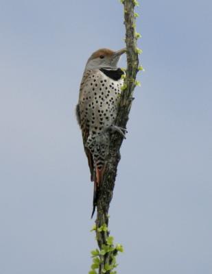 Gilded Woodpecker