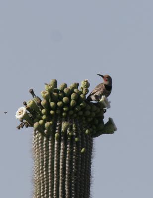 Gilded Flicker-2.jpg