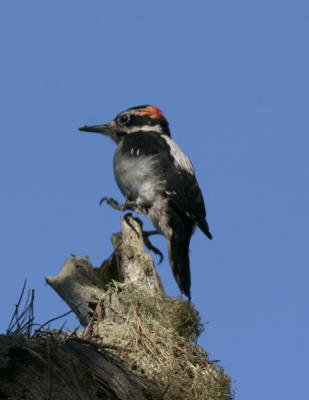 Hairy Woodpecker-1.jpg