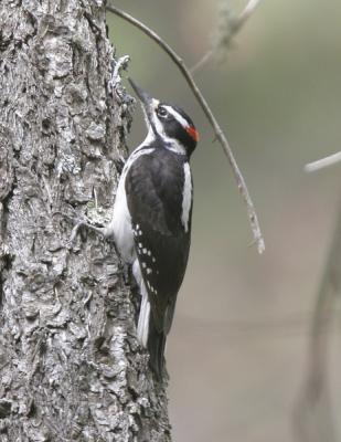 Hairy Woodpecker-2.jpg