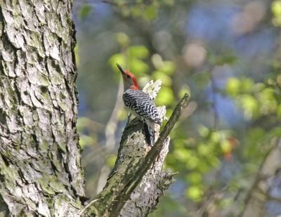 Red-bellied  Woodpecker-3.jpg