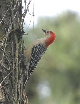 Red-bellied Woodpecker-1.jpg