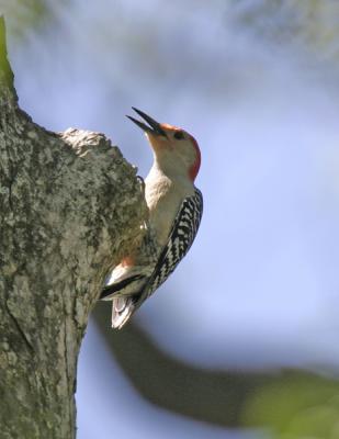 Red-bellied Woodpecker-4.jpg