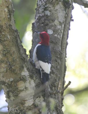 Red-headed Woodpecker-1.jpg