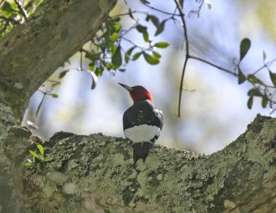 Red-headed Woodpecker-2.jpg