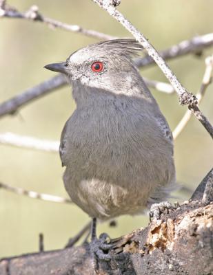 Phainopepla_f.jpg