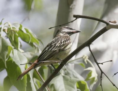 Sulphur-bellied Flycatcher.jpg