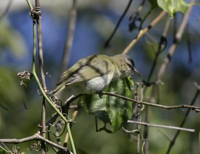 Red-eyed Vireo-3.jpg