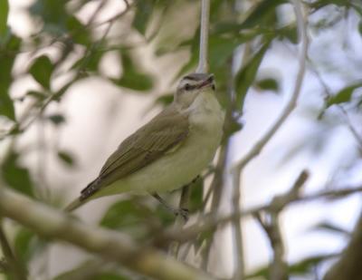 Red-eyed Vireo-6.jpg