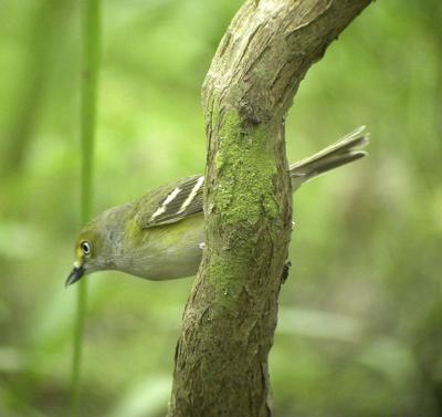 g4/77/608777/3/52053638.WhiteeyedVireo4.jpg