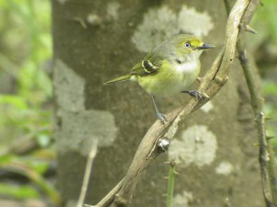 g4/77/608777/3/52053922.WhiteeyedVireo5.jpg