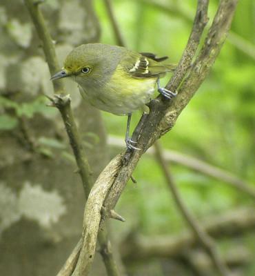 g4/77/608777/3/52053923.WhiteeyedVireo3.jpg