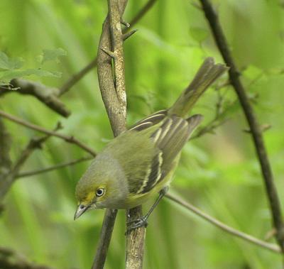 g4/77/608777/3/52053937.WhiteeyedVireo2.jpg