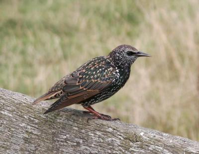 Starlings and Mynas