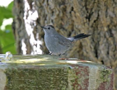 Catbird-2.jpg