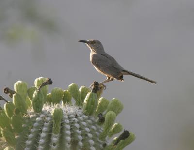 Long-billed Thrasher