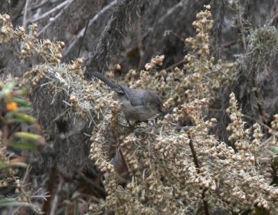 Bushtit-1.jpg