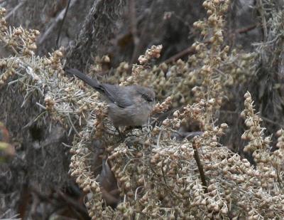 Bushtit-2.jpg