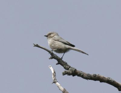 Bushtit-3.jpg