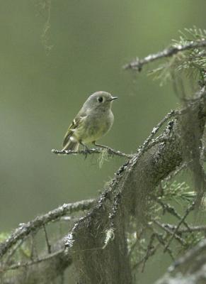 g4/77/608777/3/52169040.RubycrownedKinglet1.jpg
