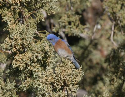 W Bluebird-2.jpg