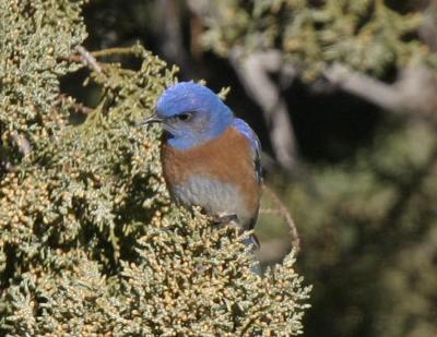 W Bluebird-3.jpg