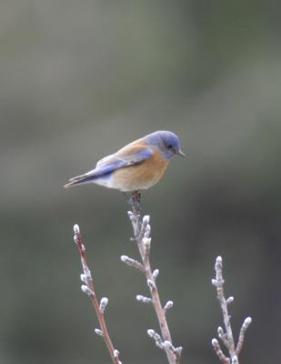 W Bluebird-4.jpg