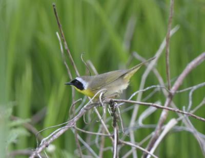 Common Yellowthroat-3.jpg
