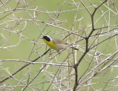 Common Yellowthroat-4.jpg